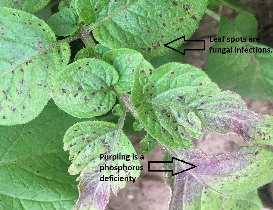 potato leaves with symptoms of several problems